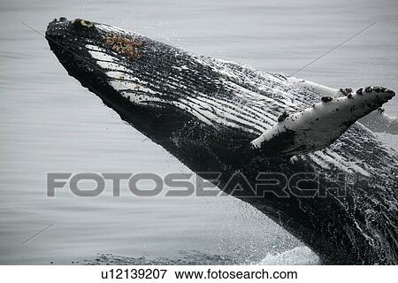 Stock Photo - Adult humpback whale (Megaptera novaeangliae) breaching in Dallmann Bay near the Antarctic Peninsula.. Fotosearch