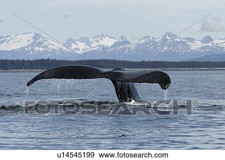 Adult Humpback Whale (Megaptera novaeangliae) fluke-up dive in Southeast Alaska, USA. Pacific Ocean. View Large Photo Image Stock Photo - Adult Humpback Whale (Megaptera novaeangliae) fluke-up dive in Southeast Alaska, USA. Pacific Ocean.. Fotosearch