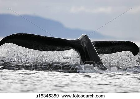 Stock Photo - Adult humpback whale (Megaptera novaeangliae) fluke-up dive in Frederick Sound, Southeast Alaska, USA. Pacific Ocean.. Fotosearch