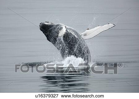 Stock Photo - Adult humpback whale (Megaptera novaeangliae) breaching in Dallmann Bay near the Antarctic Peninsula.. Fotosearch