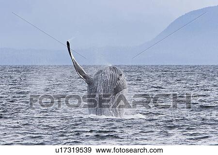 Stock Photo - Adult humpback whale (Megaptera novaeangliae) breaching and head-lunging along the eastern shore of Chichagof Island in Southeastern Alaska, USA. Pacific Ocean. This animal may be breaching as part of a display after leaving a bubble-net feeding group wit. Fotosearch