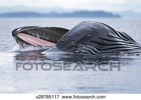 Stock Photo - Adult Humpback Whale, Megaptera novaeangliae, lunge feeding in calm water, Frederick Sound, Alaska. Fotosearch