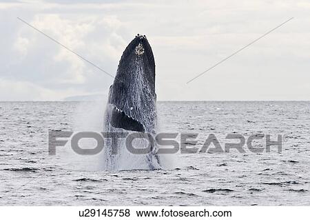 Adult humpback whale (Megaptera novaeangliae) breaching and head-lunging along the eastern shore of Chichagof Island in Southeastern Alaska, USA. Pacific Ocean. This animal may be breaching as part of a display after leaving a bubble-net feeding group wit View Large Photo Image Stock Photo - Adult humpback whale (Megaptera novaeangliae) breaching and head-lunging along the eastern shore of Chichagof Island in Southeastern Alaska, USA. Pacific Ocean. This animal may be breaching as part of a display after leaving a bubble-net feeding group wit. Fotosearch