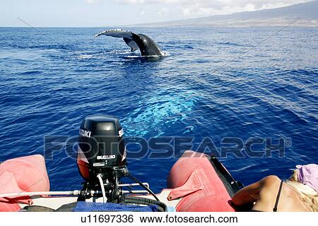 Stock Photograph - Adult humpback whale (Megaptera novaeangliae) head-standing near boat in the AuAu Channel, Maui, Hawaii. Pacific Ocean. Model and property released.. Fotosearch