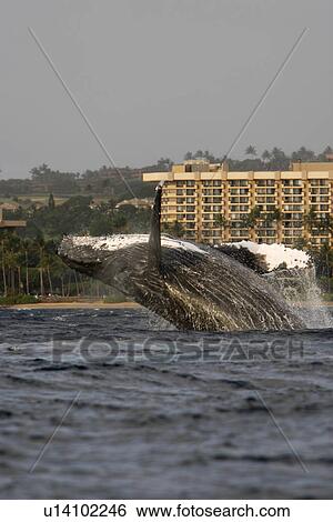 Adult humpback whale (Megaptera novaeangliae) breaching in front of the Hyatt Resort on Ka'anapali Beach in the AuAu Channel, Maui, Hawaii. Pacific Ocean. View Large Photo Image Stock Photograph - Adult humpback whale (Megaptera novaeangliae) breaching in front of the Hyatt Resort on Ka'anapali Beach in the AuAu Channel, Maui, Hawaii. Pacific Ocean.. Fotosearch