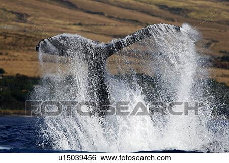 Stock Photograph - Adult humpback Whale (Megaptera novaeangliae) mother tail-lobbing in response to boat approach off Mala Wharf in the AuAu Channel, Maui, Hawaii, USA. Pacific Ocean.. Fotosearch