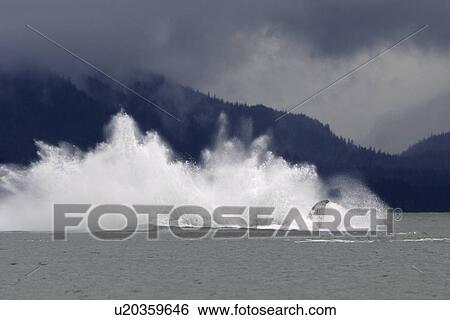 Stock Photograph - Adult Humpback Whale (Megaptera novaeangliae) breaching in Stephens Passage, Southeast Alaska, USA. Pacific Ocean.. Fotosearch