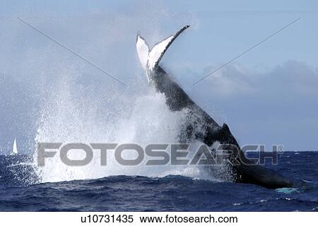 Stock Photography - Adult Humpback Whale (Megaptera novaeangliae) tail-lobbing in the AuAu Channel, Maui, Hawaii, USA.. Fotosearch