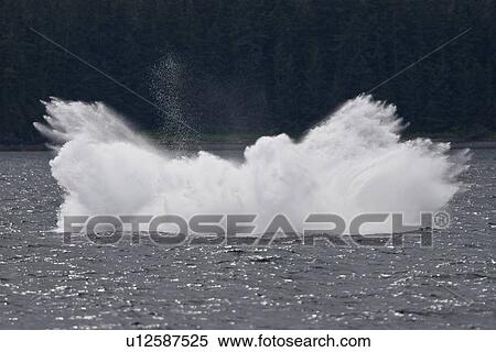 Stock Photography - Adult humpback whale (Megaptera novaeangliae) breaching and head-lunging along the eastern shore of Chichagof Island in Southeastern Alaska, USA. Pacific Ocean. This animal may be breaching as part of a display after leaving a bubble-net feeding group wit. Fotosearch