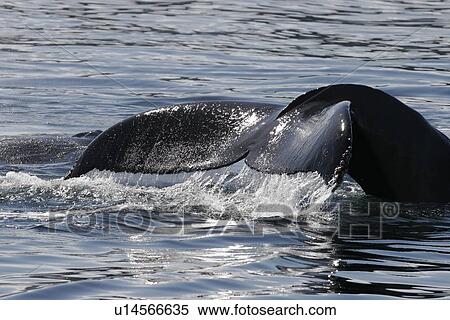 Stock Photography - Adult Humpback Whale (Megaptera novaeangliae) fluke-up dive in Southeast Alaska, USA. Pacific Ocean.. Fotosearch
