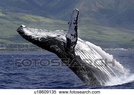 Adult Humpback Whale (Megaptera novaeangliae) breaching in the AuAu Channel, Maui, Hawaii, USA. View Large Photo Image Stock Photography - Adult Humpback Whale (Megaptera novaeangliae) breaching in the AuAu Channel, Maui, Hawaii, USA.. Fotosearch