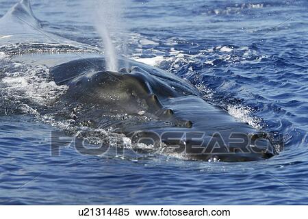 Stock Photography - Adult humpback whale (Megaptera novaeangliae) surfacing (head/rostrum/splashguard details) in the AuAu Channel, Maui, Hawaii, USA. Pacific Ocean.. Fotosearch
