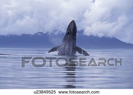 Stock Photography - Adult Humpback Whale (Megaptera novaeangliae) breaching with pectoral fins spread wide Icy Strait, Southeast, Alaska, USA.. Fotosearch