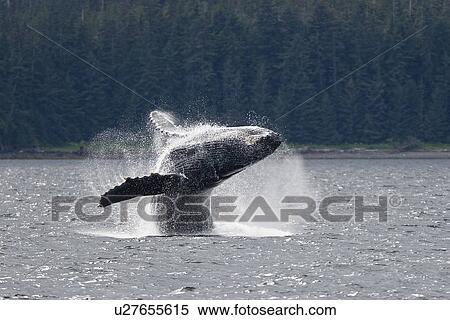Adult humpback whale (Megaptera novaeangliae) breaching and head-lunging along the eastern shore of Chichagof Island in Southeastern Alaska, USA. Pacific Ocean. This animal may be breaching as part of a display after leaving a bubble-net feeding group wit View Large Photo Image Stock Photography - Adult humpback whale (Megaptera novaeangliae) breaching and head-lunging along the eastern shore of Chichagof Island in Southeastern Alaska, USA. Pacific Ocean. This animal may be breaching as part of a display after leaving a bubble-net feeding group wit. Fotosearch