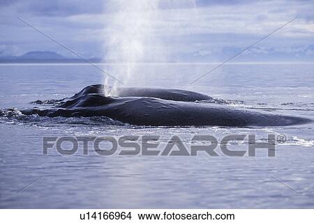 Picture - Adult Humpback Whales (Megaptera novaeangliae) surfacing (note blows) Icy Strait, Southeast Alaska, USA. Pacific Ocean.. Fotosearch