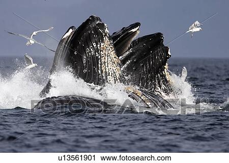 Adult Humpback Whales (Megaptera novaeangliae) cooperative bubble-net feeding for herring in Iyoukeen Bay, Chichagof Island, Southeast Alaska. View Large Photo Image Stock Image - Adult Humpback Whales (Megaptera novaeangliae) cooperative bubble-net feeding for herring in Iyoukeen Bay, Chichagof Island, Southeast Alaska.. Fotosearch
