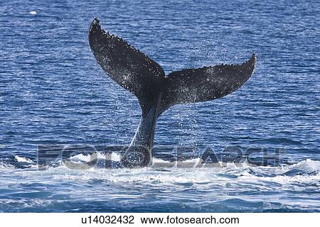 Stock Image - Adult humpback whales (Megaptera novaeangliae) in Dahlman Bay, South Shetland Island Group, just north of the Antarctic Peninsula. Humpback whale populations here are severely depleated from over fishing during the 20th century modern era whaling efforts.. Fotosearch