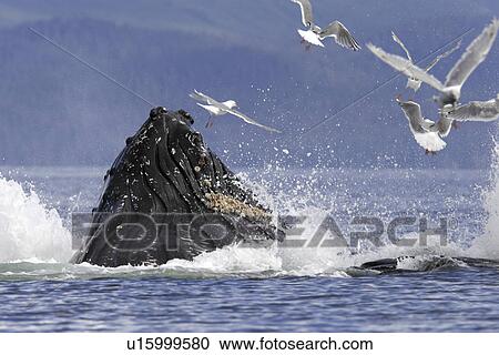 Adult humpback whales (Megaptera novaeangliae) cooperative bubble-net feeding in Iyoukeen Bay, southeast Alaska, USA. View Large Photo Image Stock Image - Adult humpback whales (Megaptera novaeangliae) cooperative bubble-net feeding in Iyoukeen Bay, southeast Alaska, USA.. Fotosearch