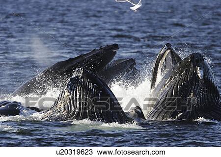 Stock Image - Adult humpback whales (Megaptera novaeangliae) cooperatively bubble-net feeding in Southeast Alaska, USA. Pacific Ocean. Note the expanded ventral pleats as well as the baleen hanging from the upper jaws. Southeast Alaska, USA. Pacific Ocean. (rr). Fotosearch