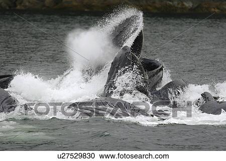 Adult humpback whales (Megaptera novaeangliae) cooperatively bubble-net feeding near Freshwater Bay on Chichagof Island in Southeast Alaska, USA. Pacific Ocean. This event lasted over two hours with as many as 12 whales and as few as 10 in any given bubbl View Large Photo Image Stock Image - Adult humpback whales (Megaptera novaeangliae) cooperatively bubble-net feeding near Freshwater Bay on Chichagof Island in Southeast Alaska, USA. Pacific Ocean. This event lasted over two hours with as many as 12 whales and as few as 10 in any given bubbl. Fotosearch