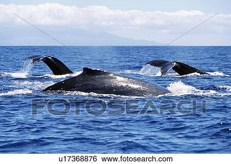 Stock Photograph - Adult humpback whales surfacing in the AuAu Channel, Maui, Hawaii, USA.. Fotosearch