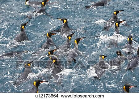 Picture - Adult king penguins (Aptenodytes patagonicus) swimming in the clear waters of Right Whale Bay on South Georgia Island, South Atlantic Ocean.. Fotosearch