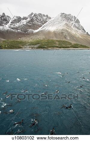 Stock Image - Adult king penguins (Aptenodytes patagonicus) swimming in the clear waters of Right Whale Bay on South Georgia Island, South Atlantic Ocean.. Fotosearch