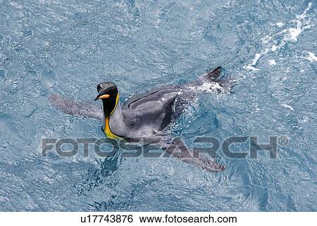 Adult king penguins (Aptenodytes patagonicus) swimming in the clear waters of Right Whale Bay on South Georgia Island, South Atlantic Ocean. View Large Photo Image Stock Photograph - Adult king penguins (Aptenodytes patagonicus) swimming in the clear waters of Right Whale Bay on South Georgia Island, South Atlantic Ocean.. Fotosearch