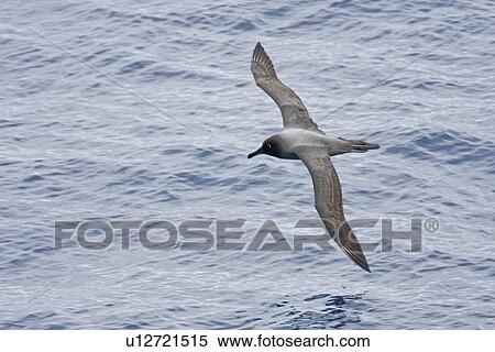 Stock Photography - Adult light-mantled sooty albatross (Phoebetria palpebrata) on the wing in Drake Passage between the tip of South America and the Antarctic peninsula, southern ocean.. Fotosearch