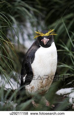 Stock Photo - Adult Macaroni Penguin (Eudyptes chrysolophus) in tussock grass on South Georgia Island, Southern Atlantic Ocean.. Fotosearch