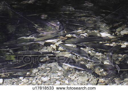 Adult male and female pink salmon (Oncorhynchus gorbuscha - nicknamed the Humpbacked salmon) spawning in a stream in southeast Alaska, USA. View Large Photo Image Stock Image - Adult male and female pink salmon (Oncorhynchus gorbuscha - nicknamed the Humpbacked salmon) spawning in a stream in southeast Alaska, USA.. Fotosearch
