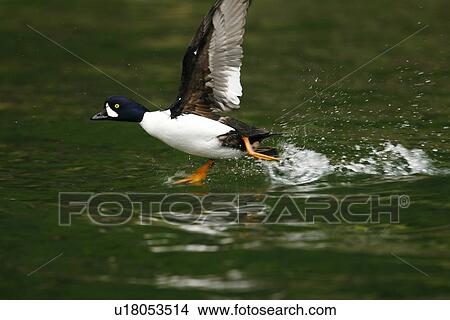 Adult male Barrow's Goldeneye (Bucephala islandica) taking flight in full breeding plumage in the calm waters of Red Bluff Bay, Southeastern Alaska, USA. Pacific Ocean. (rr) View Large Photo Image Picture - Adult male Barrow's Goldeneye (Bucephala islandica) taking flight in full breeding plumage in the calm waters of Red Bluff Bay, Southeastern Alaska, USA. Pacific Ocean. (rr). Fotosearch