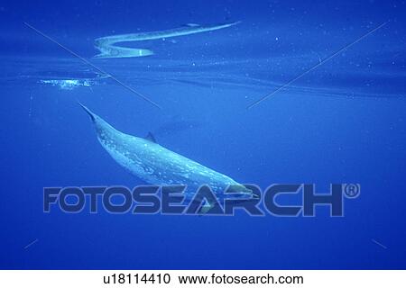 Stock Image - Adult male Blainvilles Beaked Whale (Mesoplodon densirostris) in deep water off the Kona coast of the Big Island of Hawaii, USA.. Fotosearch