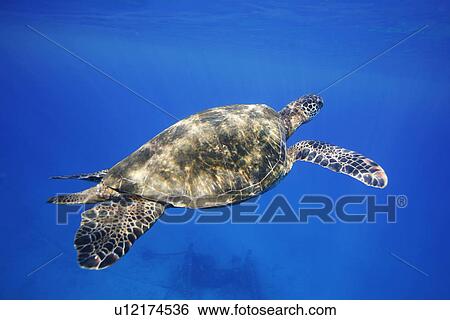 Stock Photograph - Adult male green sea turtle (Chelonia mydas) coming to the surface to breath near Mala Wharf, Maui, Hawaii, USA. Pacific Ocean.. Fotosearch