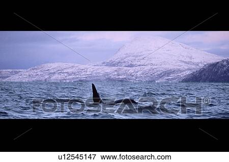 Stock Photo - Adult male Killer whale (Orcinus orca) surfacing with snowy mountains behind. Winter in northern Norway.. Fotosearch
