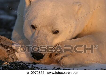 Stock Image - Adult male Polar Bear, Ursus maritimus, close-up near Churchill, northern Manitoba, Hudson Bay, Canada. Fotosearch