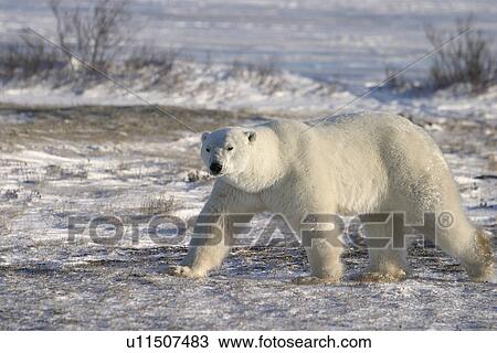 Stock Image - Adult male Polar Bear (Ursus maritimus) in fresh snow near Churchill, Manitoba, Canada.. Fotosearch
