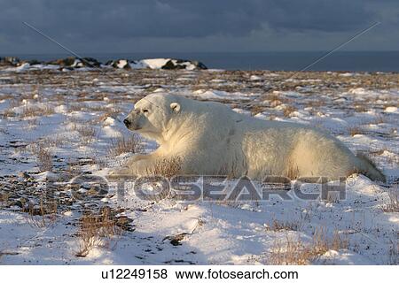 Adult male Polar Bear, Ursus maritimus, resting on taiga outside Churchill, northern Manitoba, Hudson Bay, Canada View Large Photo Image Stock Photo - Adult male Polar Bear, Ursus maritimus, resting on taiga outside Churchill, northern Manitoba, Hudson Bay, Canada. Fotosearch