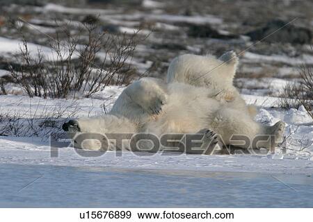 Adult male Polar Bear, Ursus maritimus, scratching his back/sleeping on ice near Churchill, northern Manitoba, Hudson Bay, Canada View Large Photo Image Stock Photo - Adult male Polar Bear, Ursus maritimus, scratching his back/sleeping on ice near Churchill, northern Manitoba, Hudson Bay, Canada. Fotosearch