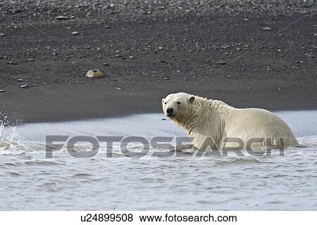 Stock Photo - Adult male polar bear (Ursus maritimus) on the beach near pack ice in Isbukta (Ice Bay) in the Barents Sea off the eastern coast of Spitsbergen in the Svalbard Archipelago, Norway.. Fotosearch