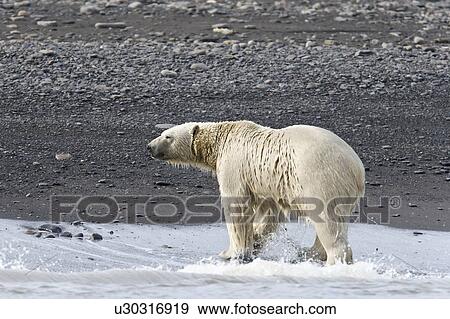 Stock Photo - Adult male polar bear (Ursus maritimus) on the beach near pack ice in Isbukta (Ice Bay) in the Barents Sea off the eastern coast of Spitsbergen in the Svalbard Archipelago, Norway.. Fotosearch