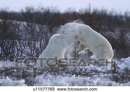 Adult male Polar Bears, Ursus maritimus, in ritualistic fighting (this almost never leads to serious injury) near Churchill, northern Manitoba, Hudson Bay, Canada View Large Photo Image Stock Photo - Adult male Polar Bears, Ursus maritimus, in ritualistic fighting (this almost never leads to serious injury) near Churchill, northern Manitoba, Hudson Bay, Canada. Fotosearch