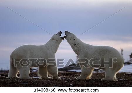 Adult male Polar Bears (Ursus maritimus) in ritualistic fighting stance (injuries are rare) near Churchill, Manitoba, Canada. View Large Photo Image Stock Photo - Adult male Polar Bears (Ursus maritimus) in ritualistic fighting stance (injuries are rare) near Churchill, Manitoba, Canada.. Fotosearch