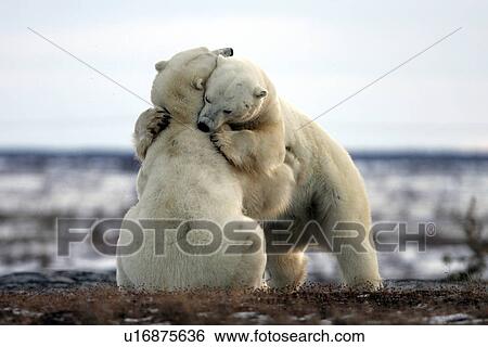 Stock Photograph - Adult male Polar Bears (Ursus maritimus) in ritualistic fighting stance (injuries are rare) near Churchill, Manitoba, Canada.. Fotosearch