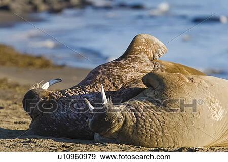 Adult male walrus (Odobenus rosmarus rosmarus) at Kapp Lee on the western side of EdgeÏya (Edge Island) in the Svalbard Archipelago in the Barents Sea, Norway. View Large Photo Image Stock Photo - Adult male walrus (Odobenus rosmarus rosmarus) at Kapp Lee on the western side of EdgeÏya (Edge Island) in the Svalbard Archipelago in the Barents Sea, Norway.. Fotosearch