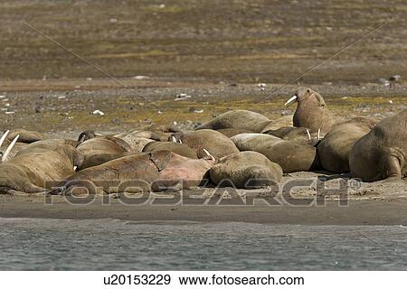 Stock Photo - Adult male walrus (Odobenus rosmarus rosmarus) at Kapp Lee on the western side of EdgeÏya (Edge Island) in the Svalbard Archipelago in the Barents Sea, Norway.. Fotosearch