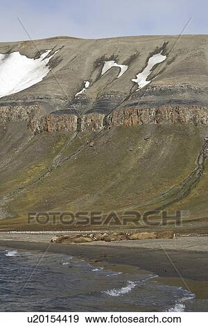 Stock Photo - Adult male walrus (Odobenus rosmarus rosmarus) hauled out at Kapp Lee on the western side of EdgeÏya (Edge Island) in the Svalbard Archipelago in the Barents Sea, Norway.. Fotosearch