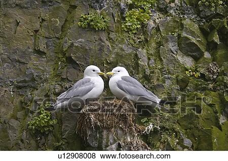 Adult mated pair of black-legged kittiwakes (Rissa tridactyla) nested on cliff face in the Svalbard Archipelago, Barents Sea, Norway. View Large Photo Image Stock Photo - Adult mated pair of black-legged kittiwakes (Rissa tridactyla) nested on cliff face in the Svalbard Archipelago, Barents Sea, Norway.. Fotosearch