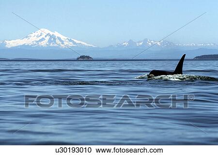 Adult Orca Bull, Orcinus Orca, surfacing in front of Mt. Baker, San Juan Islands, Washington View Large Photo Image Stock Image - Adult Orca Bull, Orcinus Orca, surfacing in front of Mt. Baker, San Juan Islands, Washington. Fotosearch