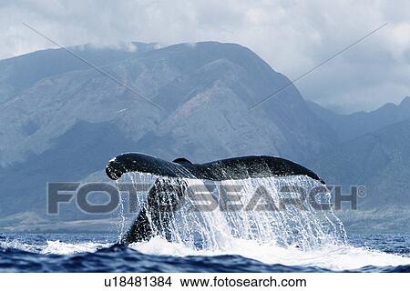 Picture - Adult Pacific humpback whale inverted tail-lob in the AuAu Channel, Maui, Hawaii.. Fotosearch